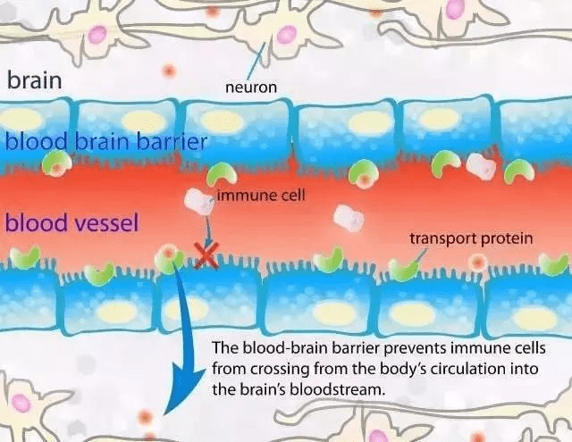 1,血管内皮损伤的病理生理学变化 射线能引起血管系统结构和功能的