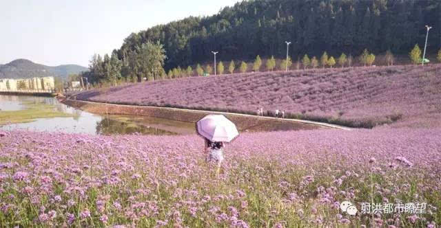 射洪有多少人口_太惊艳 射洪人家门口的普罗旺斯美景 竟藏在这里