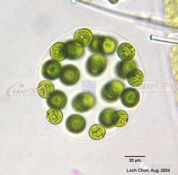 6,实球藻 由16或32个衣藻型细胞组成的球形或者椭球形的实心群体.