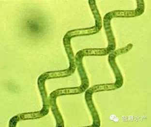 3,席藻(胶鞘藻)群体分布.与颤藻对比,有胶质衣鞘.