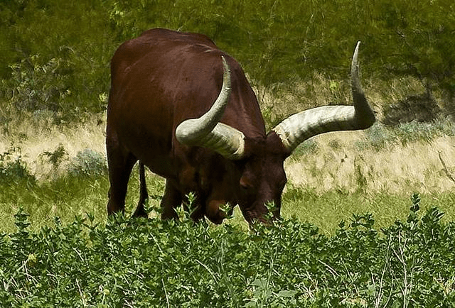 瓦图西长角牛可是牛中的大块头,可以说是最大的牛了.