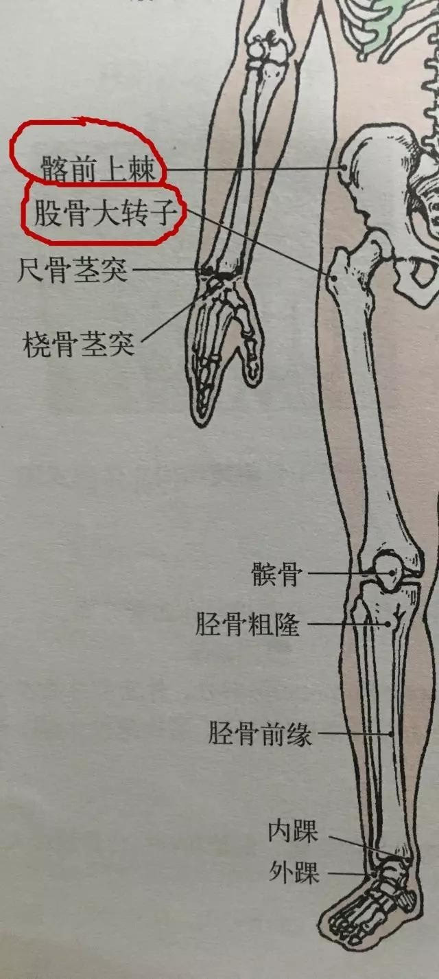 导致左右股骨大转子向外测凸出,形成假胯宽,表现形式上胯骨下方的大腿