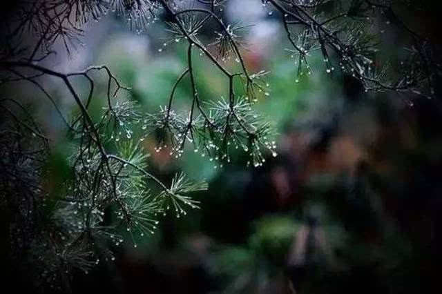 人闲桂花落,夜静春山空.