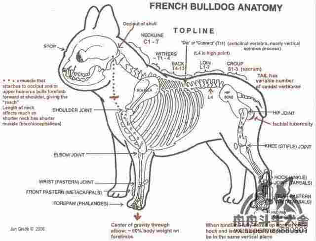 法国斗牛犬解剖