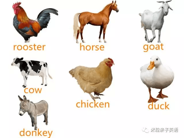 英语启蒙单词学习丨农场里都有哪些动物?