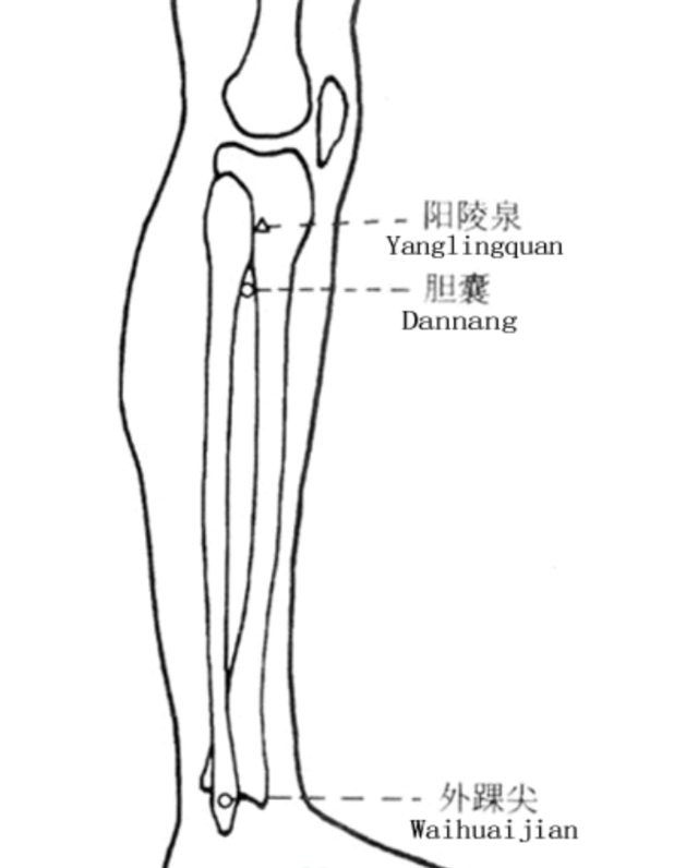 经外奇穴之胆囊穴┊胆道疾病找胆囊