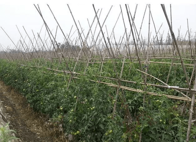 农村大爷种植技术真是高,让人忍不住想去学!