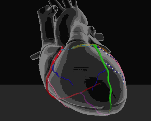 电脑上wap网:探秘「美丽心灵」:心脏血管解剖动态图-健康频道-手机