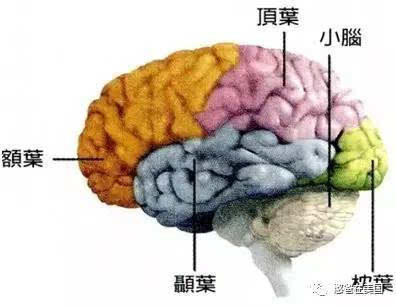 当我们在欣赏古典音乐时,颞叶这部分负责处理我们听到的一切,包括音乐