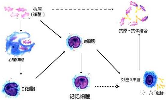 耳朵里人口数量_中国人口数量变化图(3)