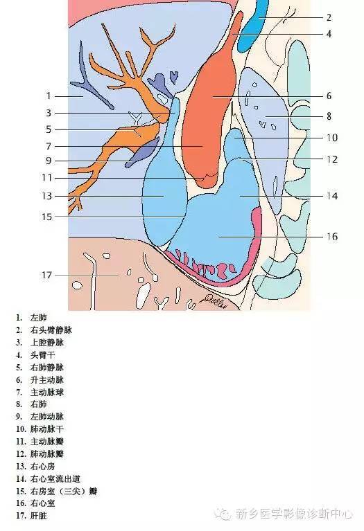 胸部血管解剖 详细标注