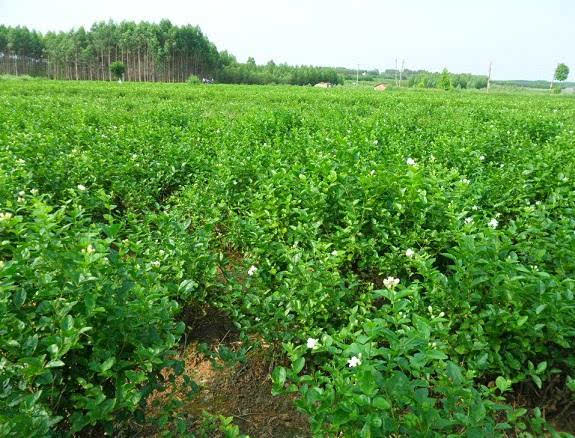 谁家浴罢临妆女,爱把闲花插满头—茉莉花