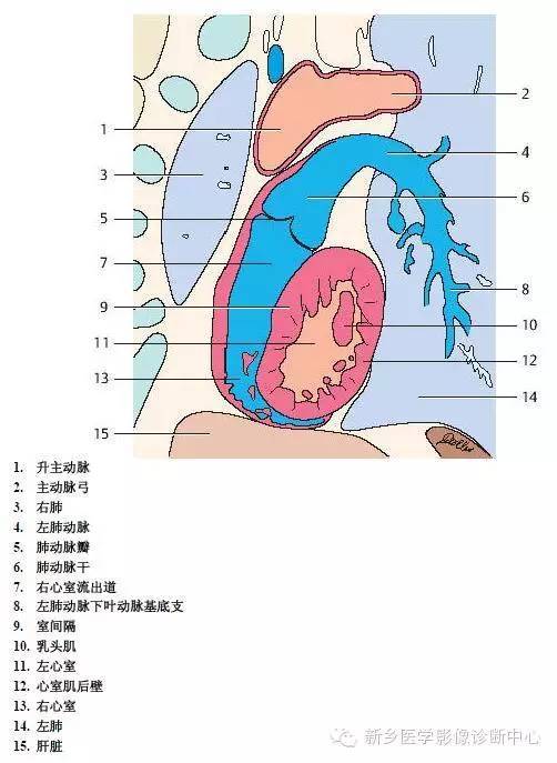 胸部血管解剖 详细标注