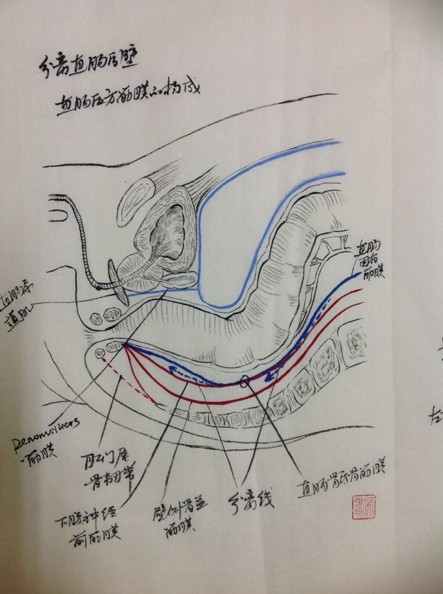 直肠的外科解剖手绘图!艺术与医学的完美结合!