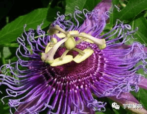 恐怖吃人树日轮花,世界上最阴险的吃人植物