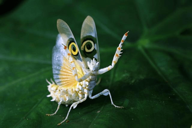 刺花螳螂,与兰花螳螂一样模仿花,看它张开翅膀,确实很美,不过它是