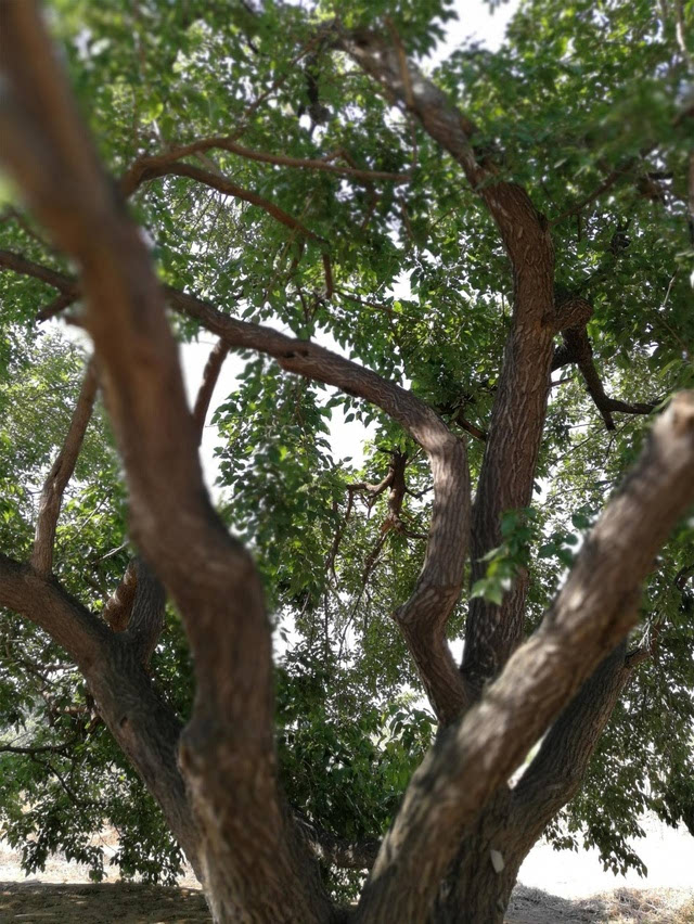 罕见古桑树,百年以上2万棵,千年以上百余棵