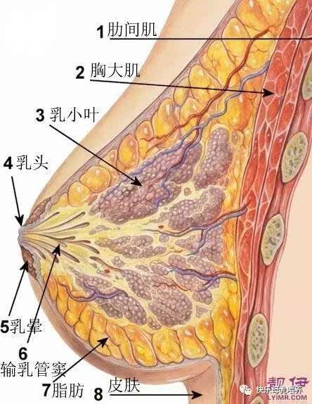 什么决定了乳房的大小 我们一起来看下面的乳房结构图,乳房外延紧贴