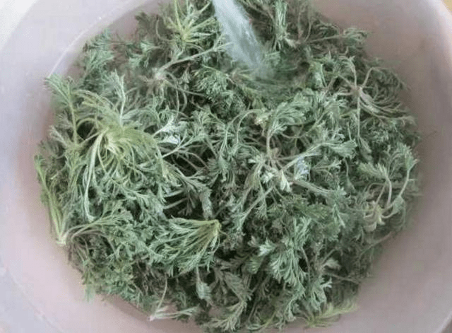 小白蒿也叫做冷蒿,是一种属于菊科,它长大之后全株都可以入药,但在