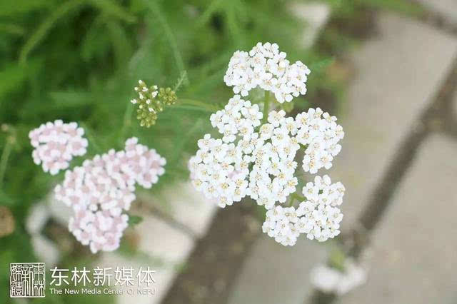 校花榜 | 非独落英缤纷,更有芳草鲜美