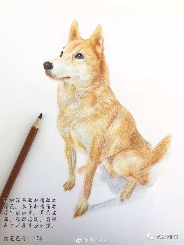 教程 教你画一只中华田园犬