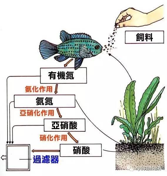 【技术流】好水养好鱼之——水族环境的"氮循环"!