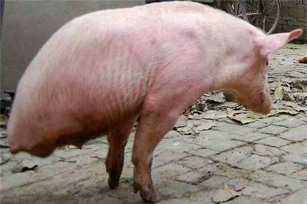 猪坚强凭着毅力和训练,如今可以靠两只强健的前脚支撑重达50公斤的