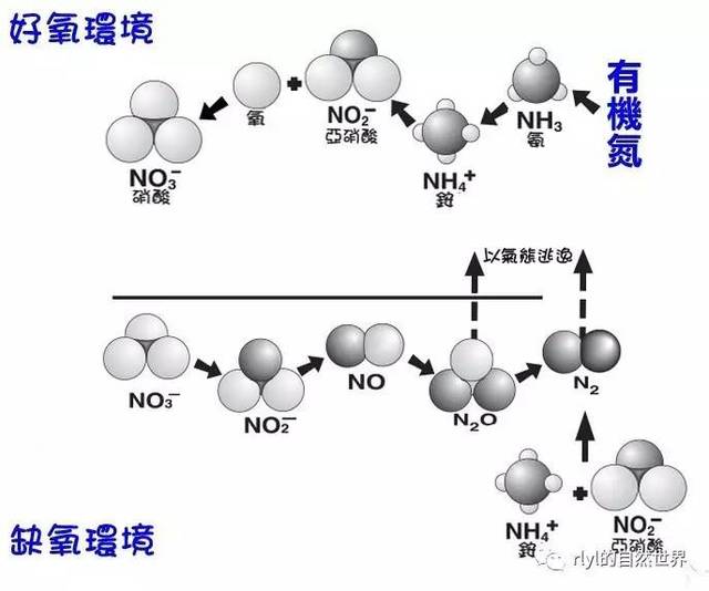 【技术流】好水养好鱼之——水族环境的"氮循环"!