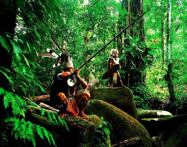 最古老的热带雨林