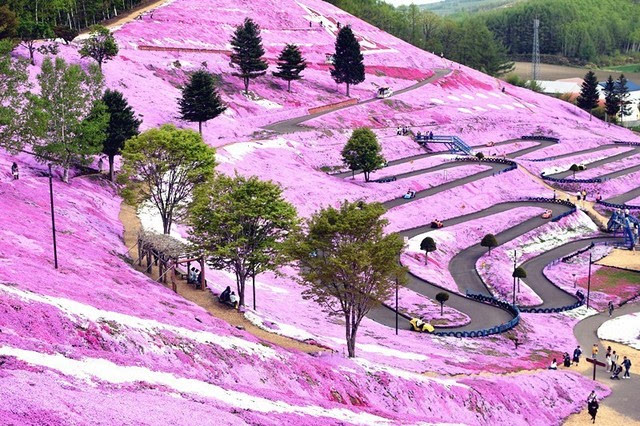 北海道行程回顾-道东の春;满天芝樱太美腻