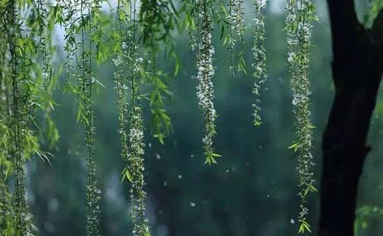 雨打柳色新 回望浐灞河岸千年烟雨朦胧(组图)