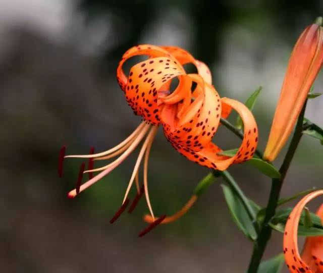 那年夏天种过的鬼百合