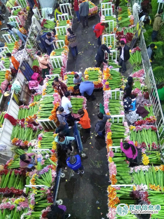 【共舞长江经济带】亚洲最大花卉交易市场斗南 争做世界第一"鲜花航母