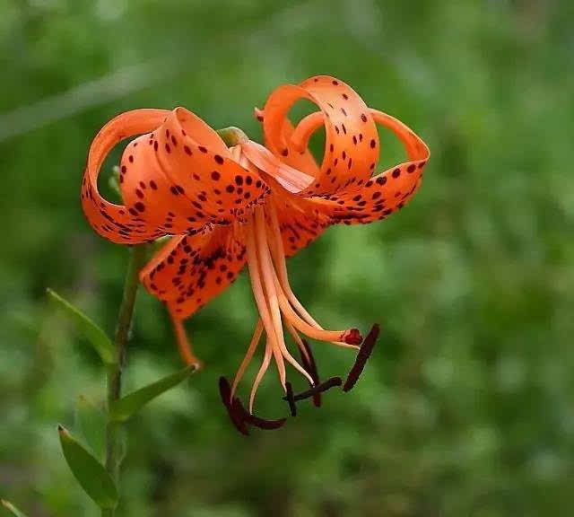 那年夏天种过的鬼百合