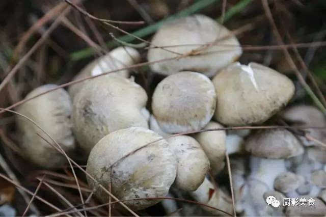 菌菇季,极品野生菌大赏