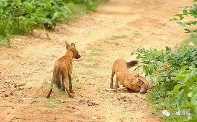 被称为"亚洲野狗"的豺,行为却和非洲鬣狗野狗一样令人