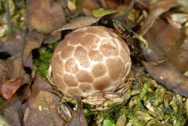 状物质,包裹着一个黏糊糊,湿哒哒的"不明生物体",这就是红笼头菌子