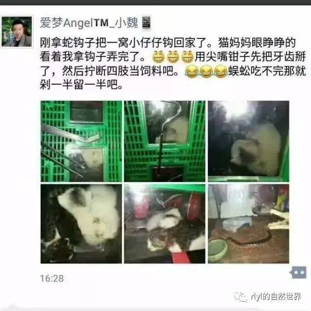 网友晒出「变态虐猫人」,专门捕捉流浪小猫喂蜈蚣.