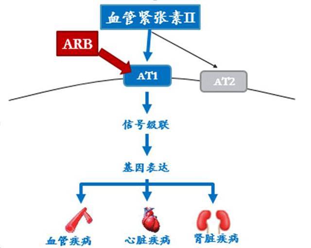 通常减少蛋白尿的方法是阻断肾素-血管紧张素-醛固酮系统,包括限制