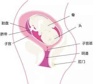 【孕育】怀孕29周胎儿图,孕妈的症状及注意事项