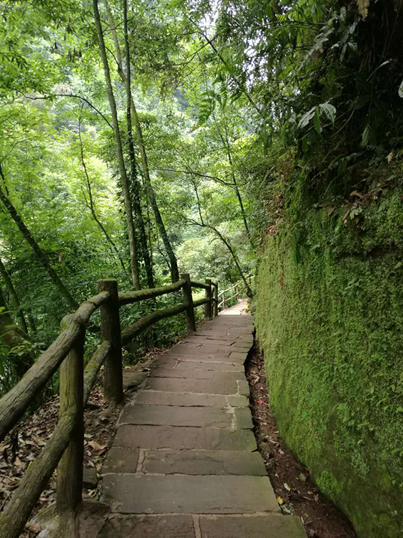 (游记)成都除了青城山,5a级避暑胜地还有碧峰峡!