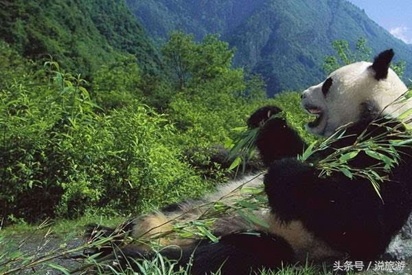 国宝大熊猫是一种脆弱又可爱的动物,它们对食物的要求也相当高,稍有不