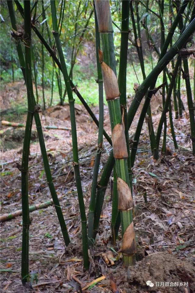 双合有笋嘢,竹笋可以当水果吃!