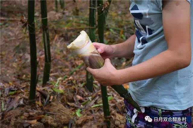 双合有笋嘢,竹笋可以当水果吃!