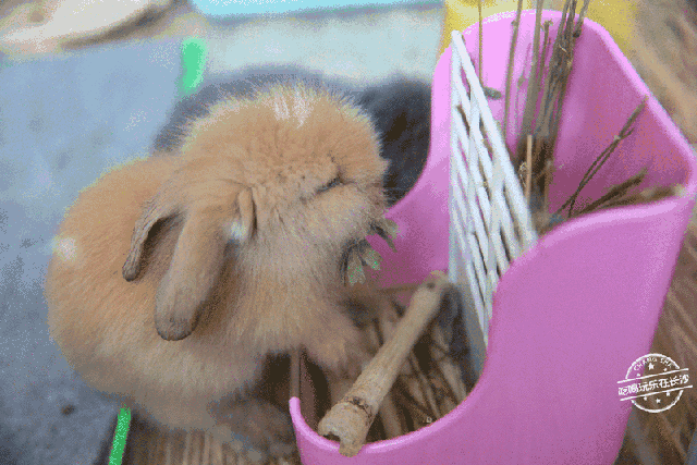 胡萝卜和苜蓿草小兔子更爱吃哪一个呢?