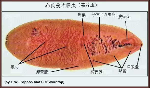 姜片虫成虫为人体寄生虫最大的一种吸虫.