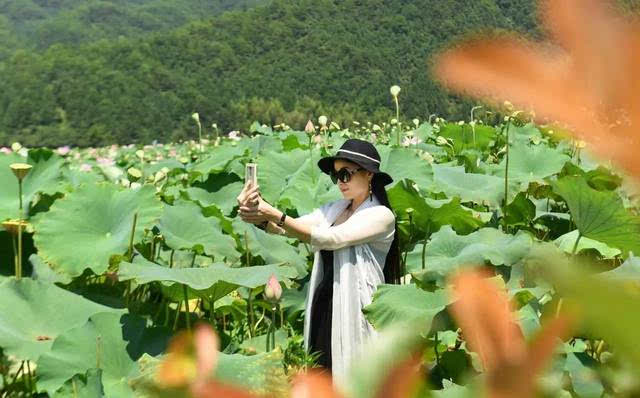 自2013年起,五夫镇已先后举办了四届荷花节,今年也不例外,第五届荷花