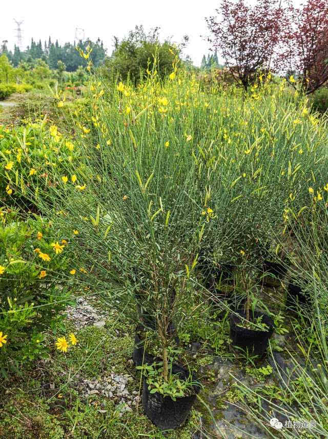 22,鹰爪豆 多年生常绿高大灌木,生长高度1-3米,黄色花4-7月开放.