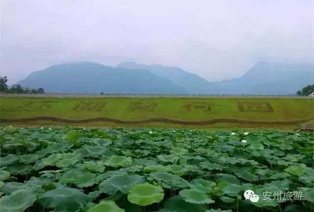 地点: 杨家镇·柏林湾村 路线:绵中路—杨关大道--柏林湾村 安州区