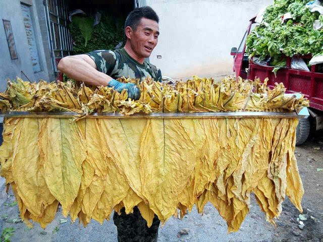 简介中国烟叶烘烤进展及烟草烘干系统